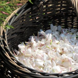 Buy Pure Jasmine Attar & Essential Oil Online