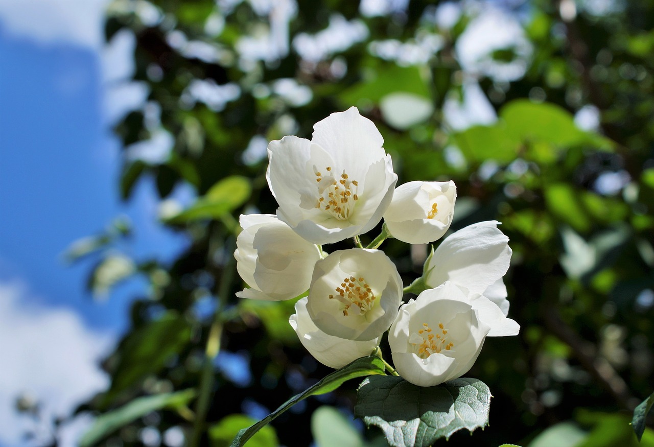 Jasmine Grandiflorum Oil, Uses, Benefits, and Blends