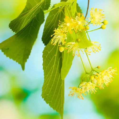 Linden Blossom or Lime Blossom Oil