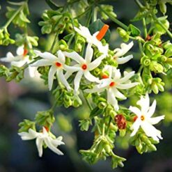 Night-blooming Jamine Attar - Parijat Attar Harisinghar