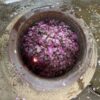 Kannauj Attar