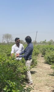 Inspection of jasmine field to ensure the quality of raw material