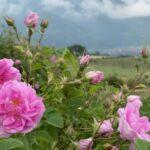 Rose Farm Kannauj Attar
