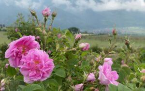 Rose Farm Kannauj Attar