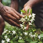 Floral Jasmine Attar Perfume - Kannauj Attar Farms